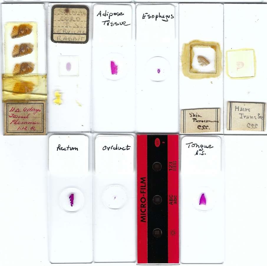 Assorted Microscope Slides (AN)