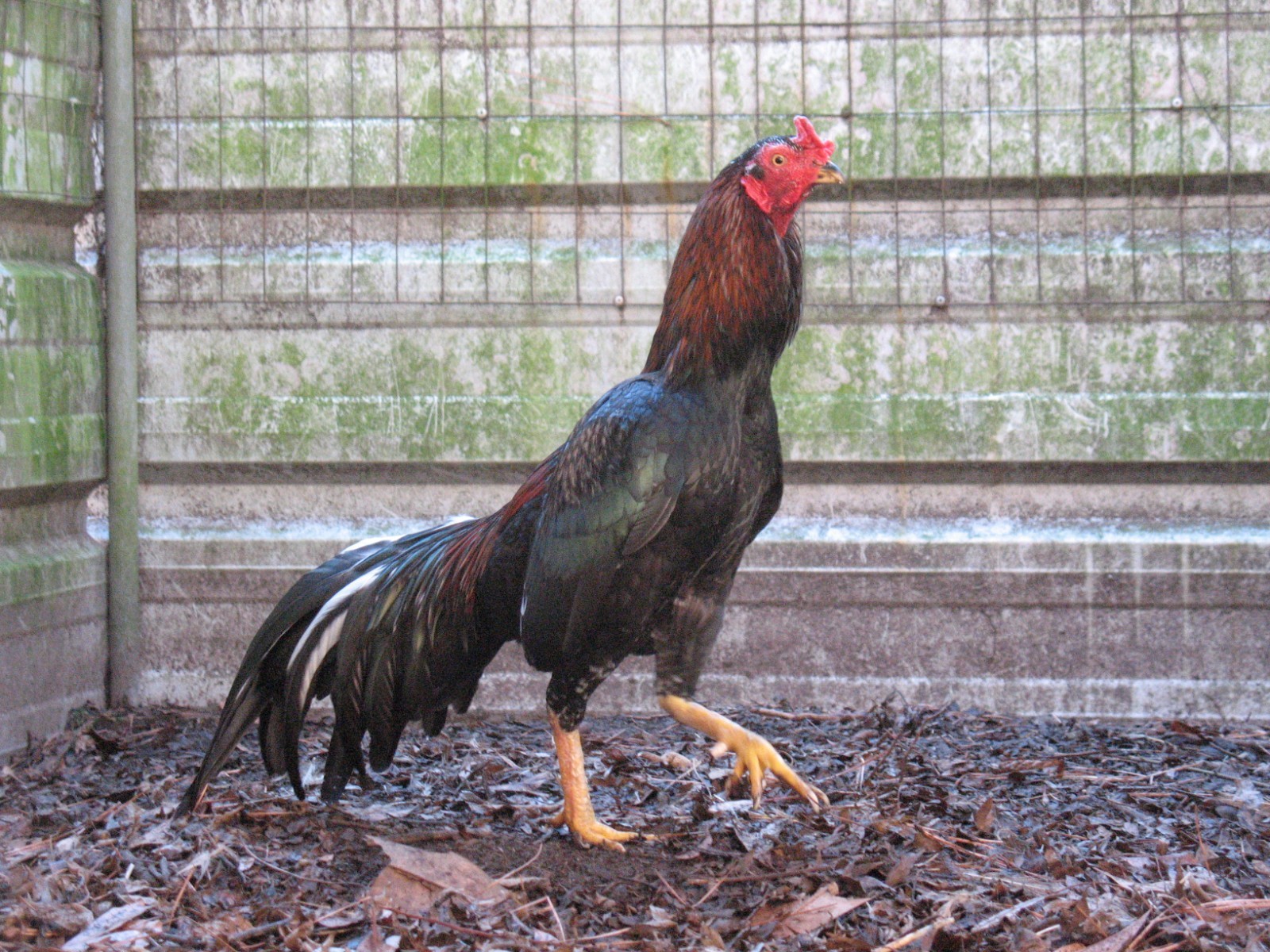 12 ASSORTED WAHL ASIL EGGS