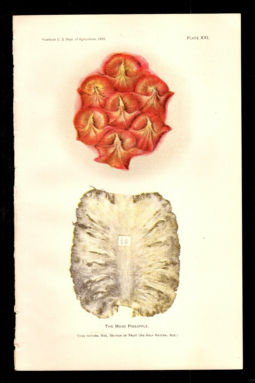 Department of Agriculture 1905 The Miami Pineapple