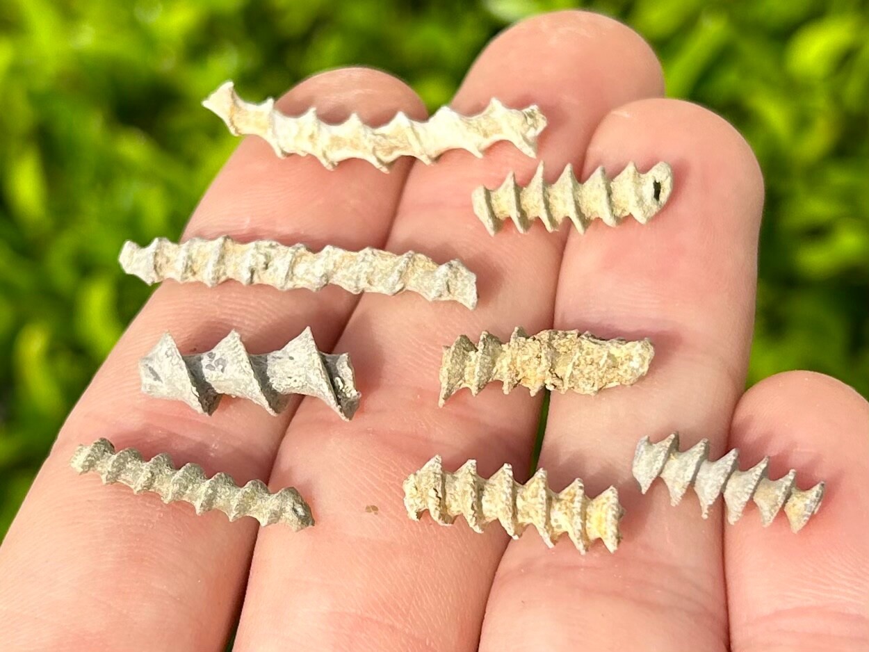 Alabama Fossil Archimedes Screw ONE PER PURCHASE Bryozoan Mississippian Age