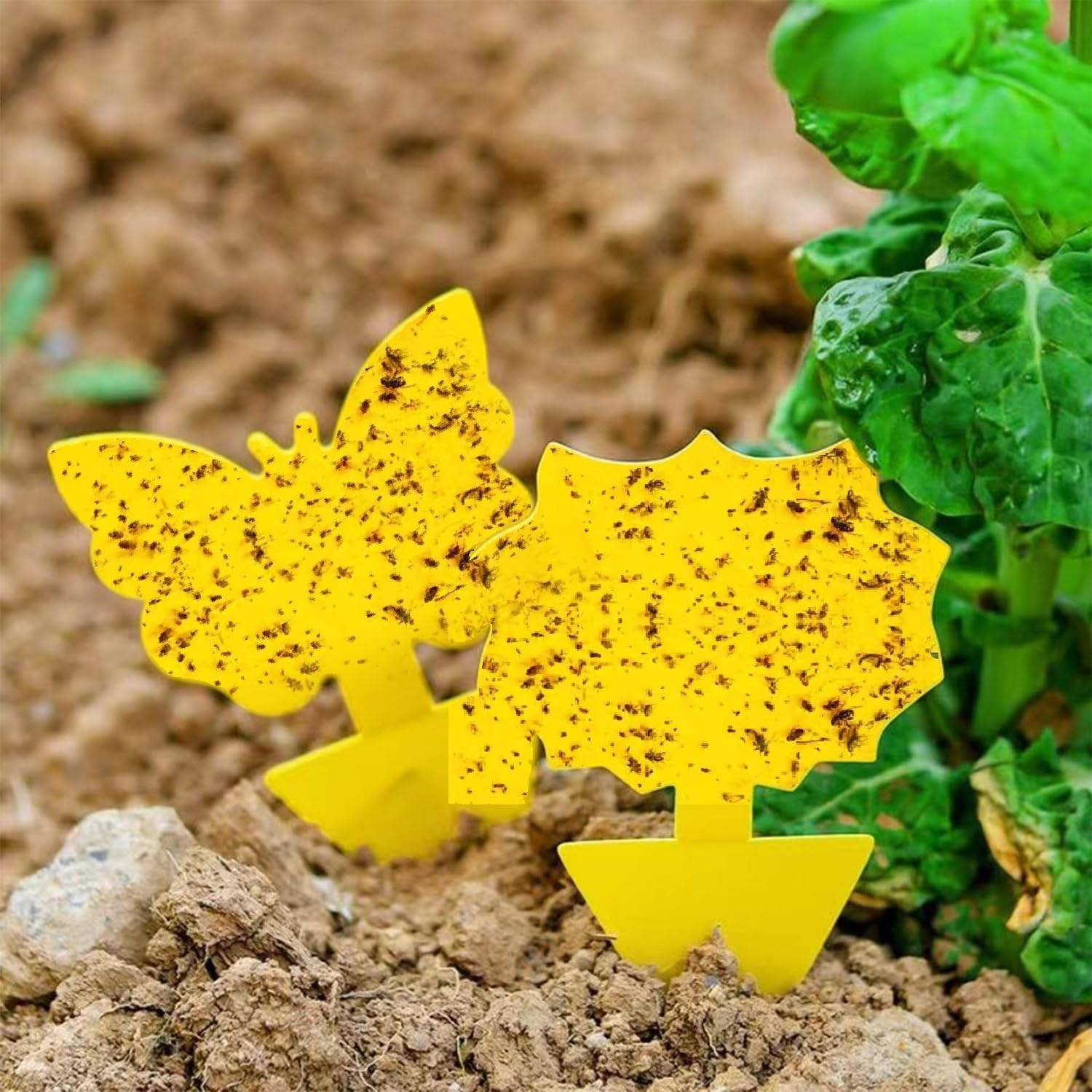 58Pc Yelow Sticky Glue Trap Killer Paper Catcher Insect Fruit Flies Gnat Fungus