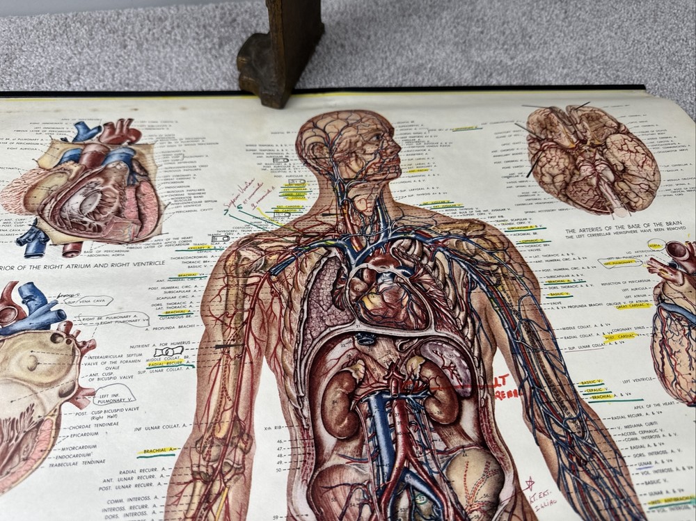 Anatomical Chart: The Vascular System & Viscera Chart 20" x 26"