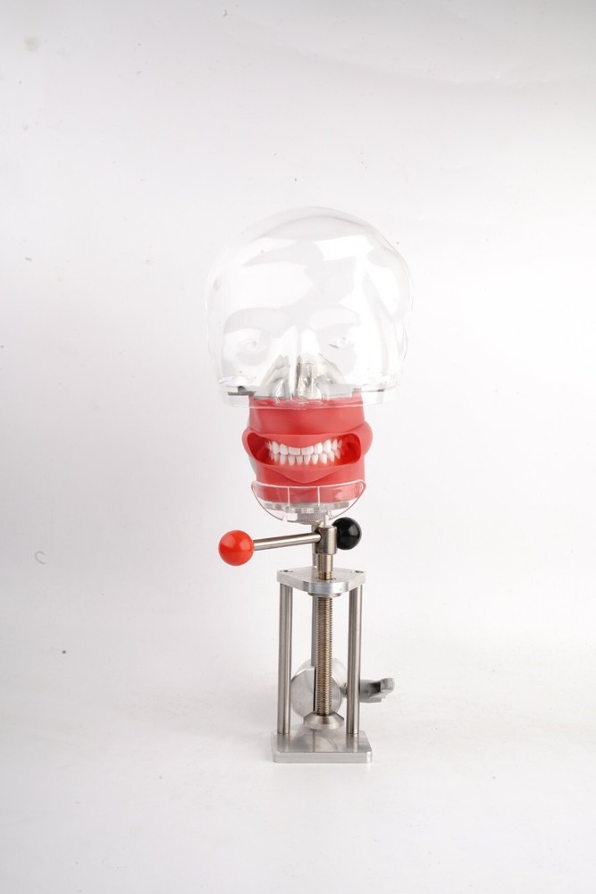 Dental Simulator Manikin Phantom Head Model Teeth Model for Training Practice