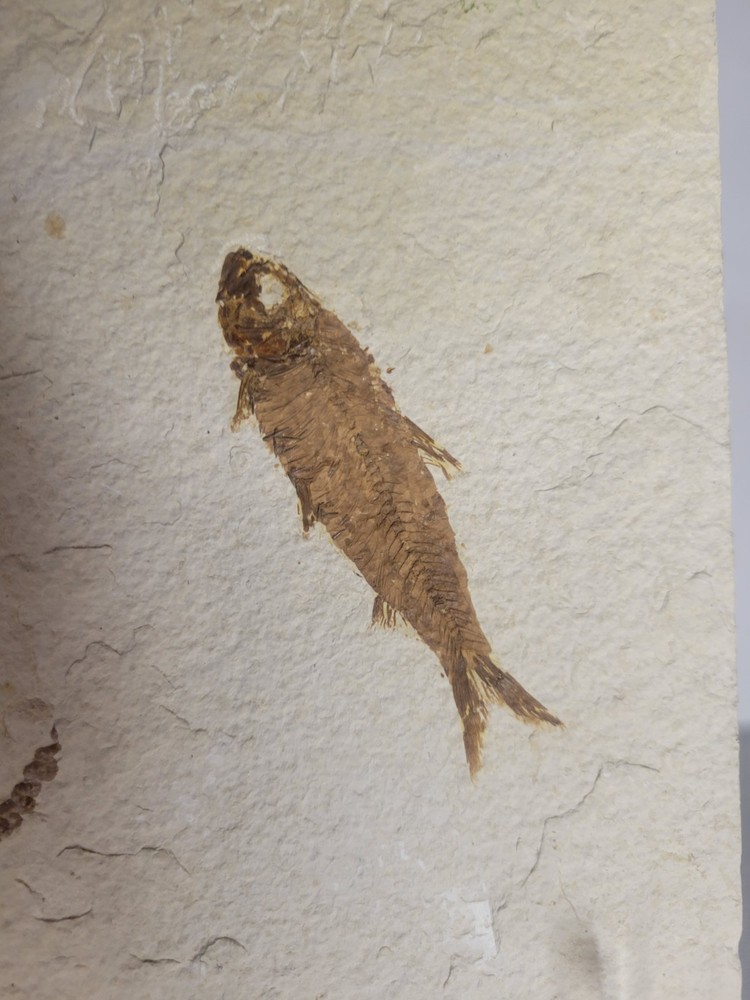 FOSSIL FISH MULTIPLE PLATE (A4)