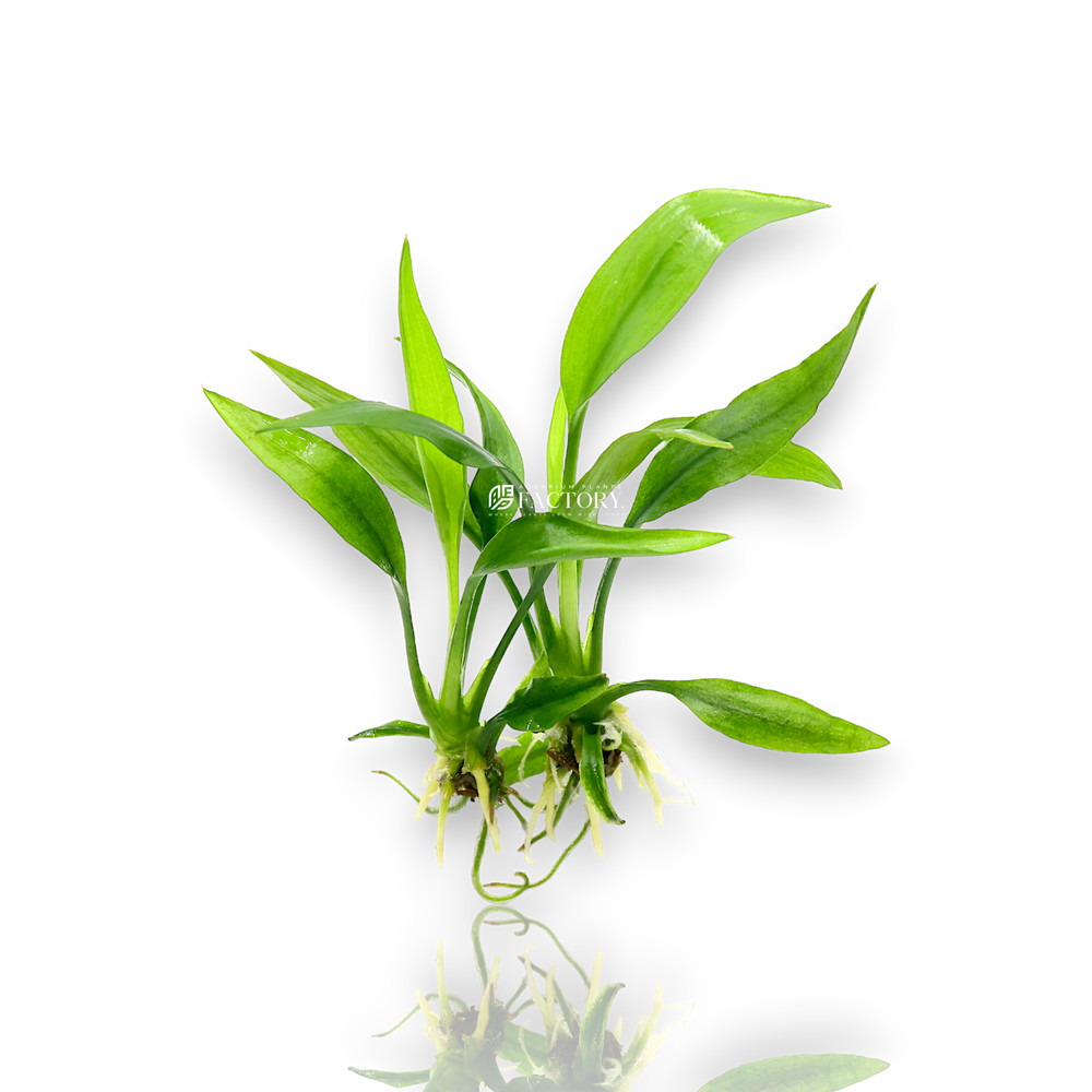 Lagenandra Ovata (Malayan Sword)