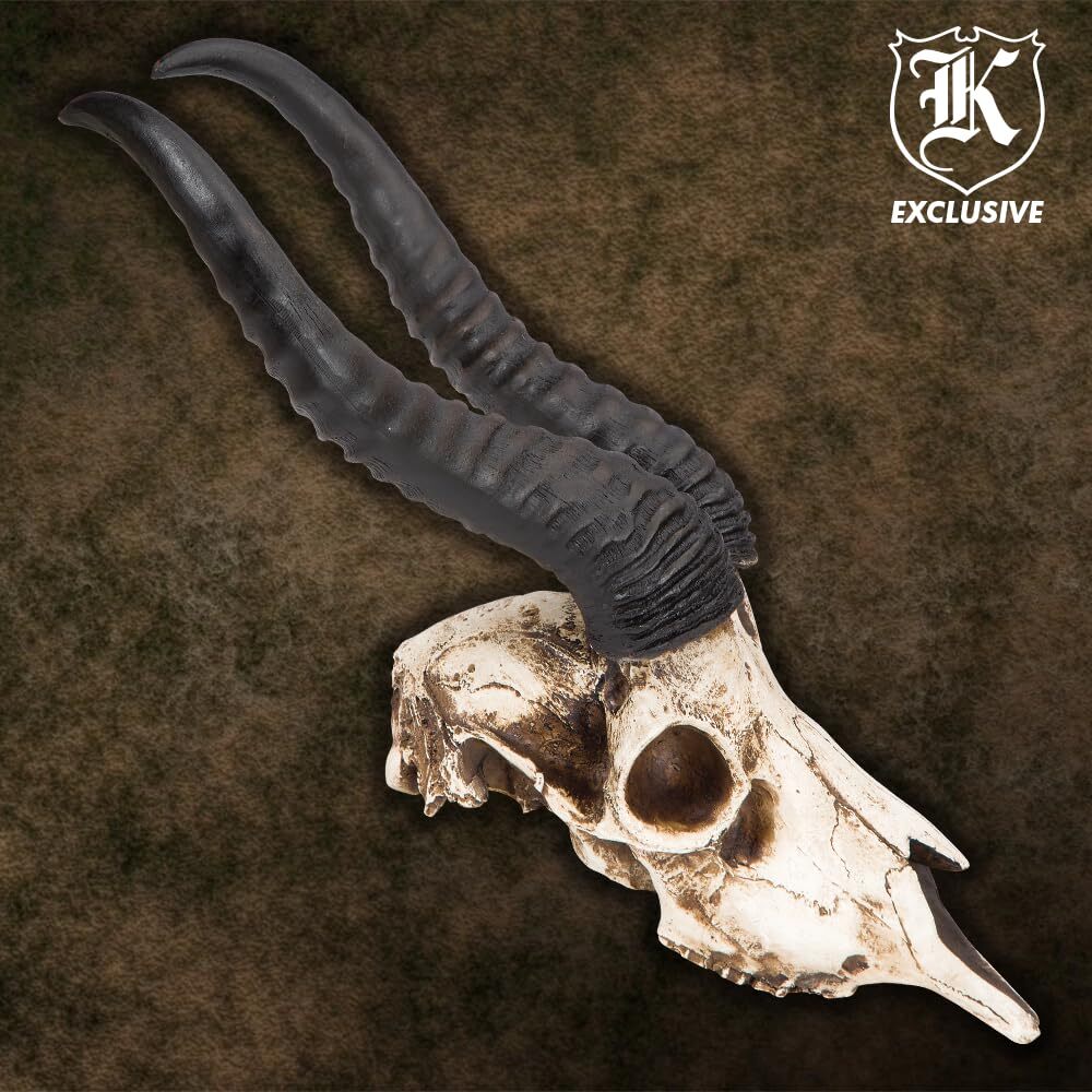 African Springbok Antelope Skull Replica | Cold Cast Polyresin