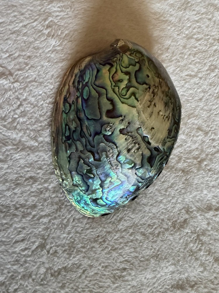 Paua Shell By Brian O’Conner