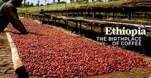 2, 5, 10 LB ETHIOPIA YIRGACHEFFE FRESH ROASTED COFFEE WHOLE BEAN, GROUND