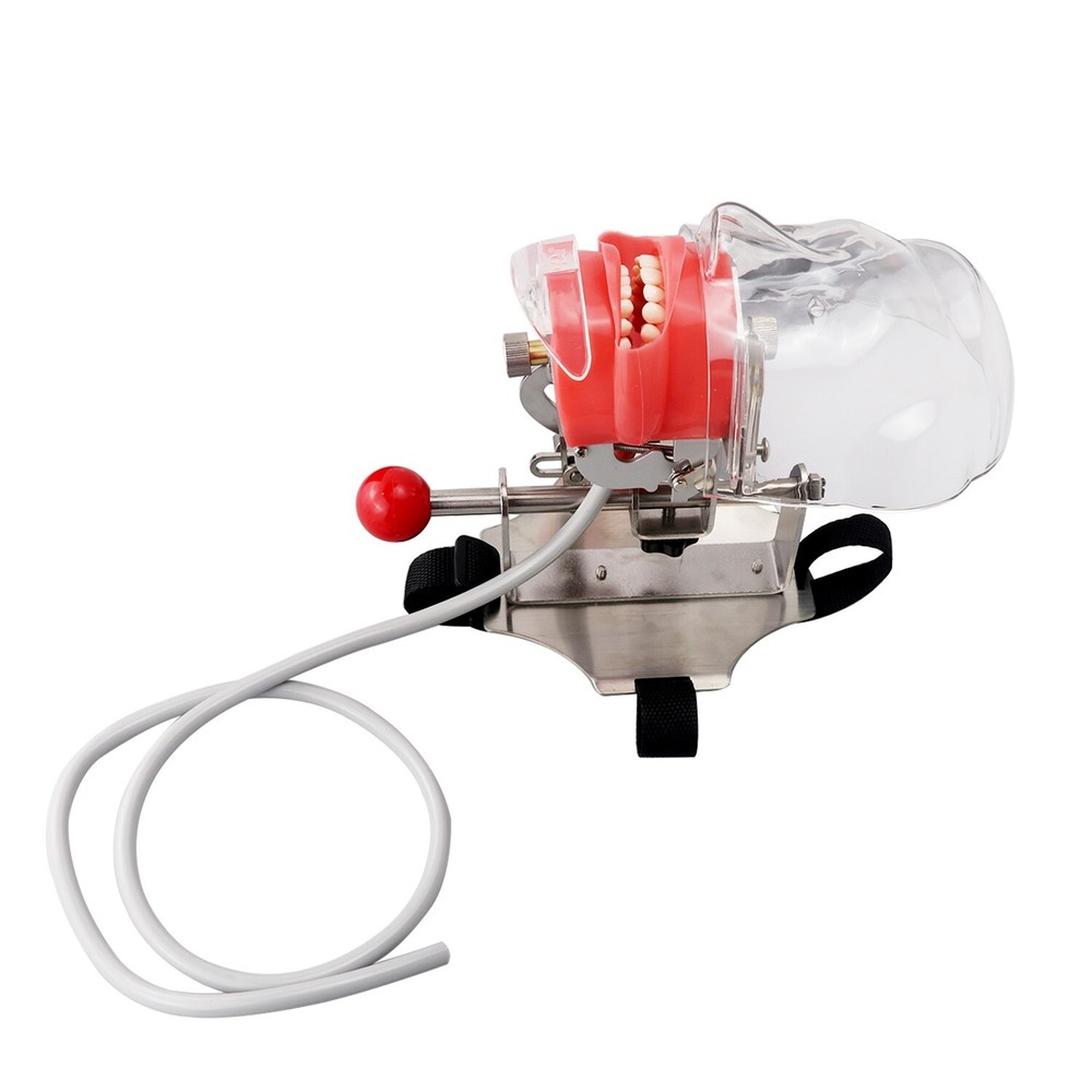 Dental Simulator Mannequin Head Teeth Model Teaching Practicing Head Mold desk