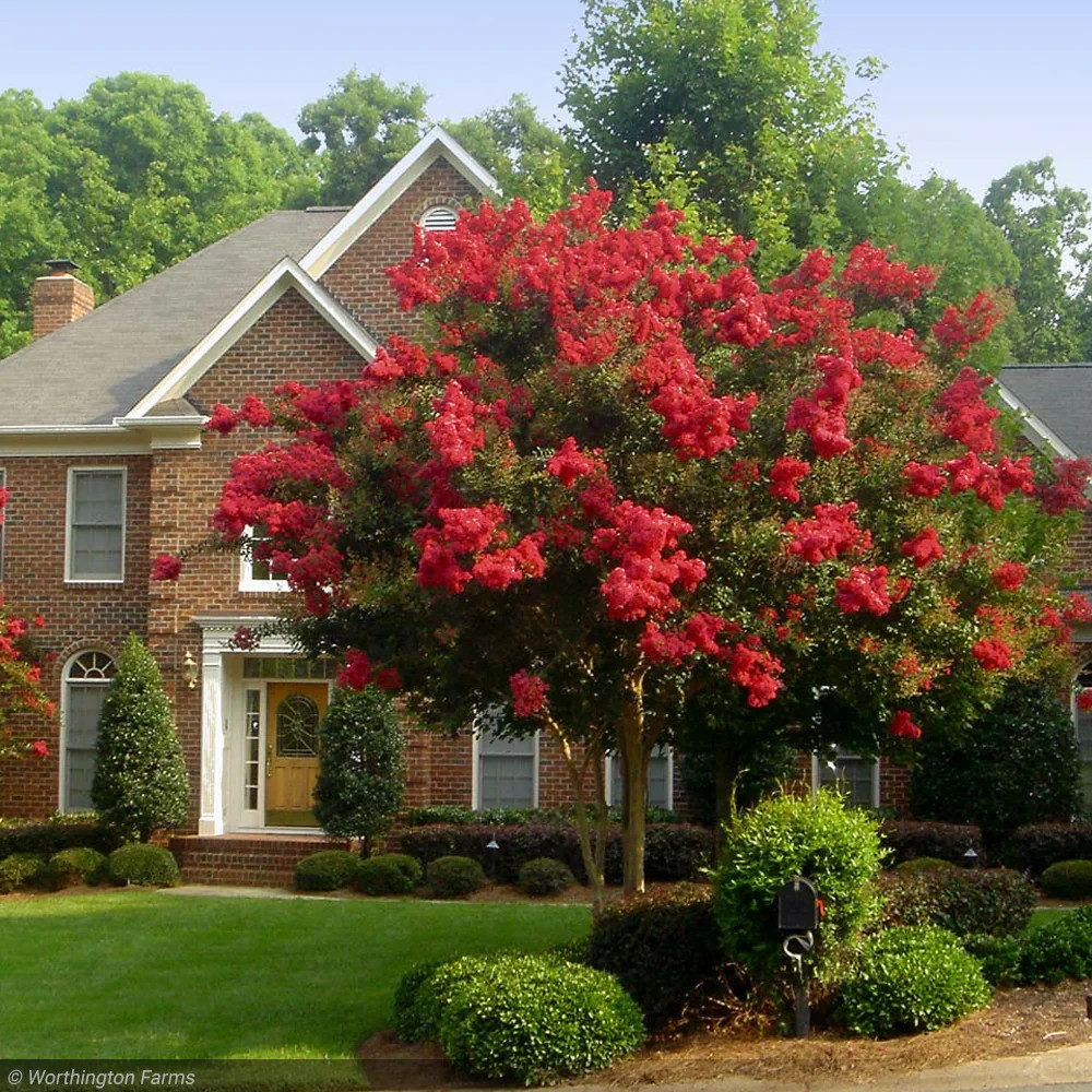 3 Red Crape Myrtle 12-18" Tall Starter Shrub Bare Root