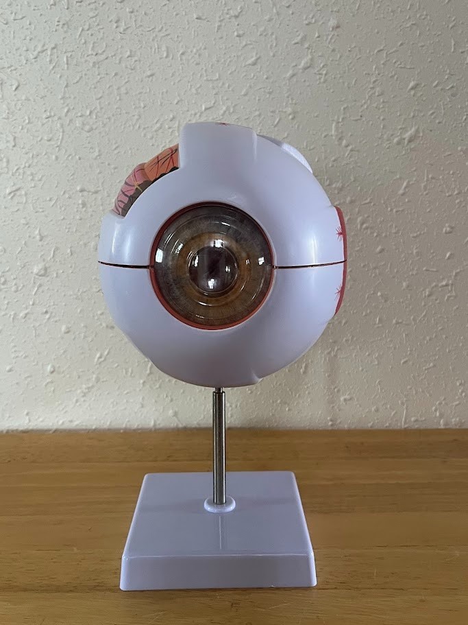 Ronten 6X Enlarged Human Eye Anatomical Model