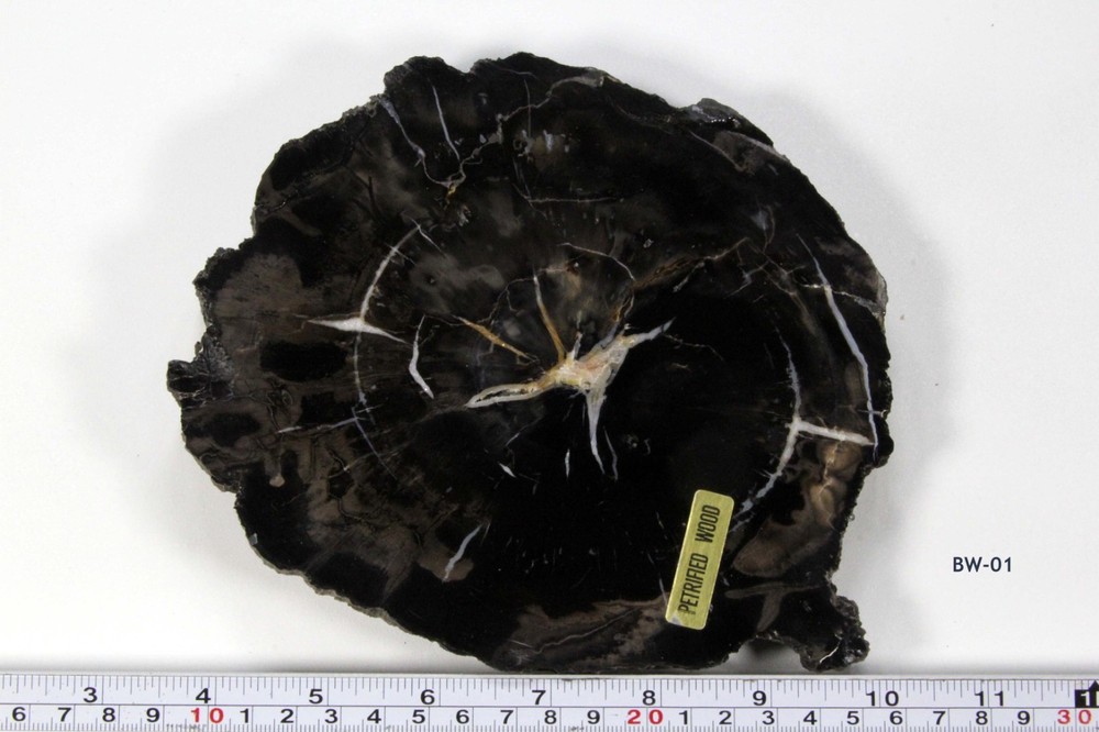 Black Petrified Wood #1