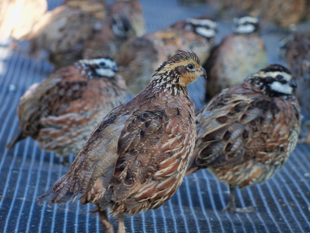 25+ Northern Bobwhite Quail hatching eggs