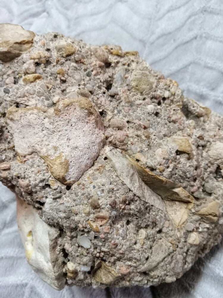 Clam? Fossil On Matrix