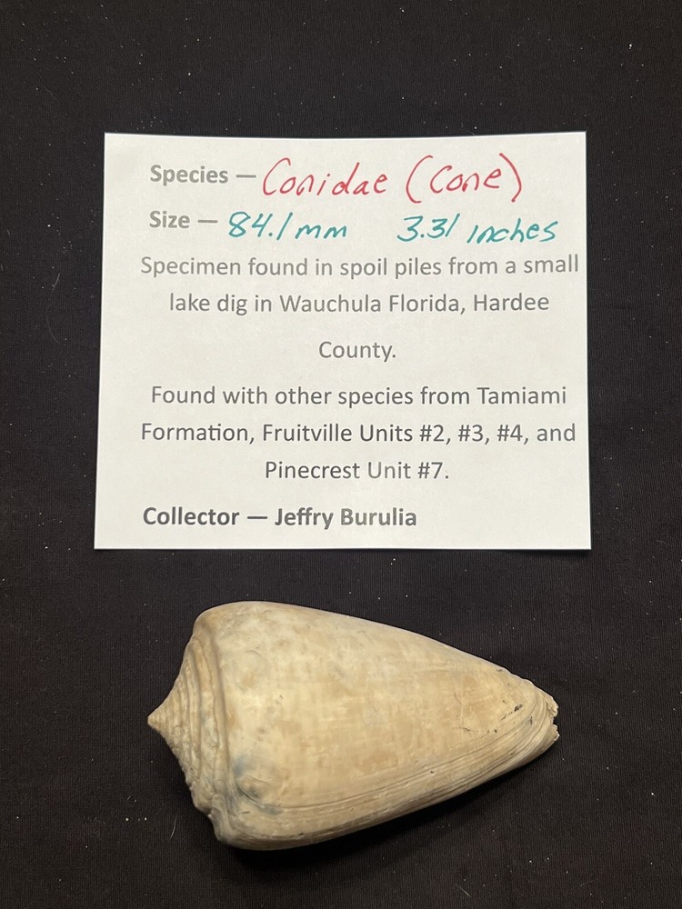RARE Fossilized Conidae ( CONE ) Shell From Central Florida & BONUS Shell