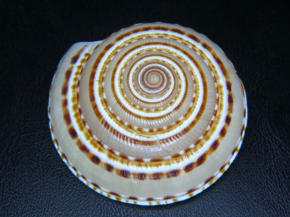 ARCHITECTONICA MAXIMA: FROM SHOWCASE SHELLS (AL DEYNZER) @ 56.55MM!