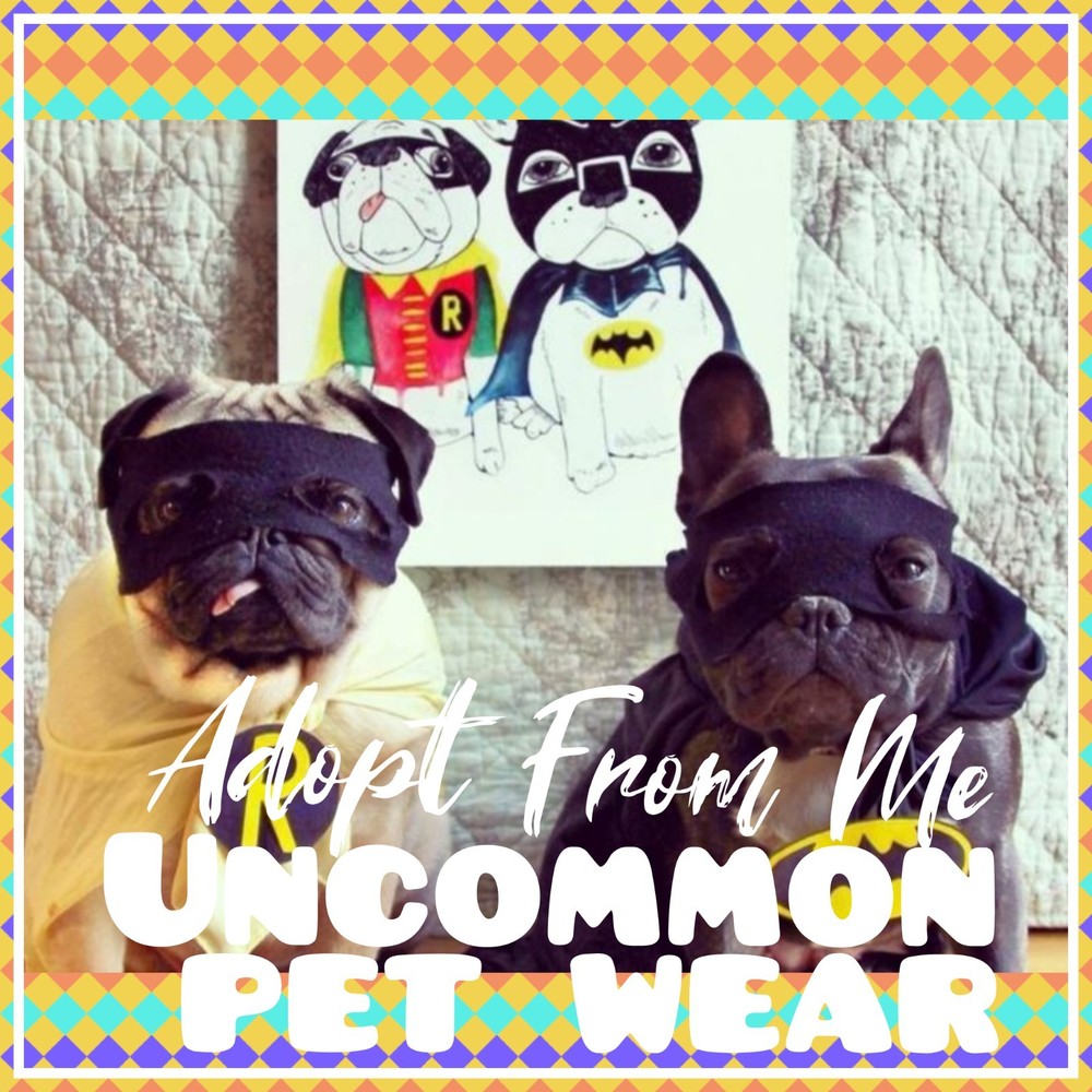 🌸Adopt (All Stuff) Today! 🌸 🌟Uncommon🌟 Cute & Cheap!🏆🥊PET WEAR🥽🎗