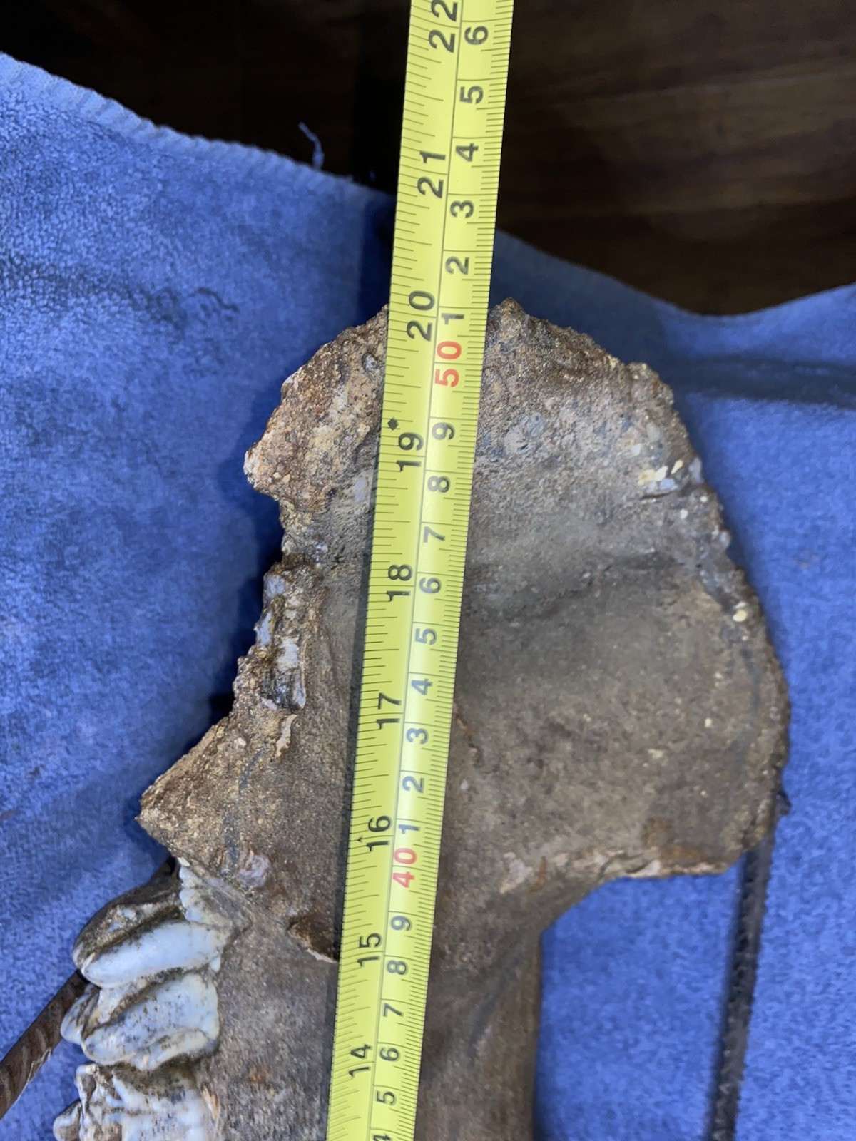 Hippopotamus Jaw Fossil, Indonesia Ice Age