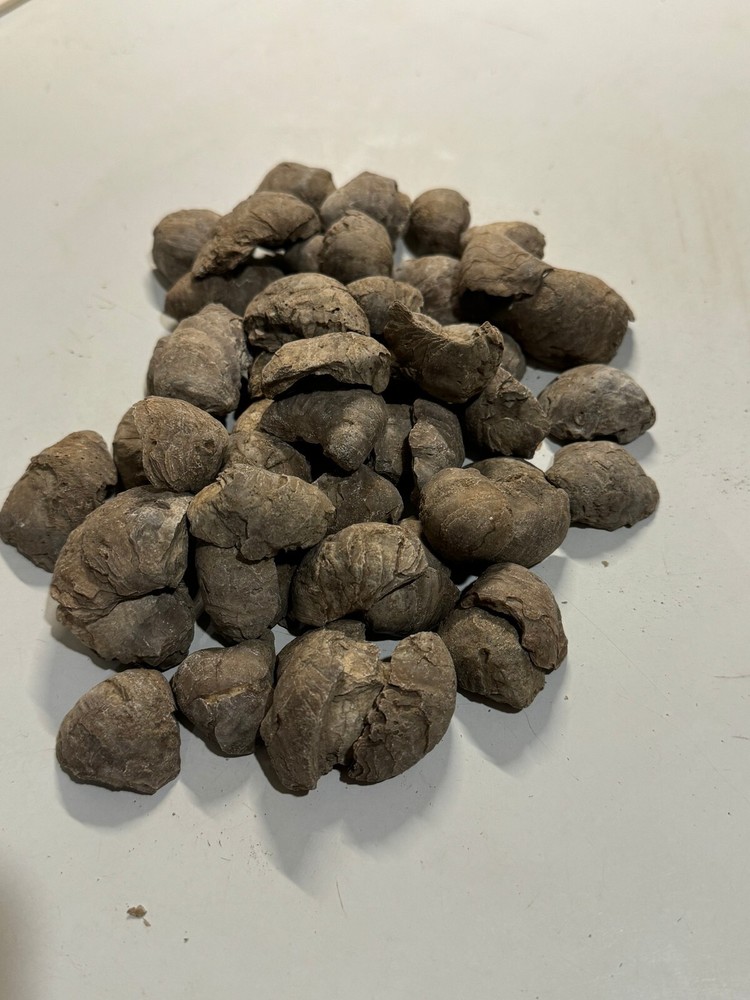 FIFTY DEVIL'S TOE NAIL 2NDS WHOLESALE