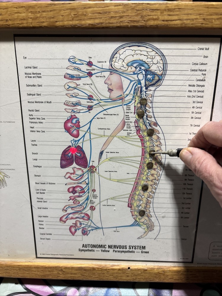 Autonomic Nervous System Light box