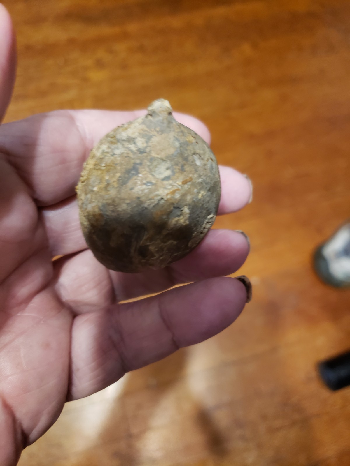 Huge Museum FOSSIL Cystoid Echinosphaerites aurantium 2.25"! Crinoid Trilobite !