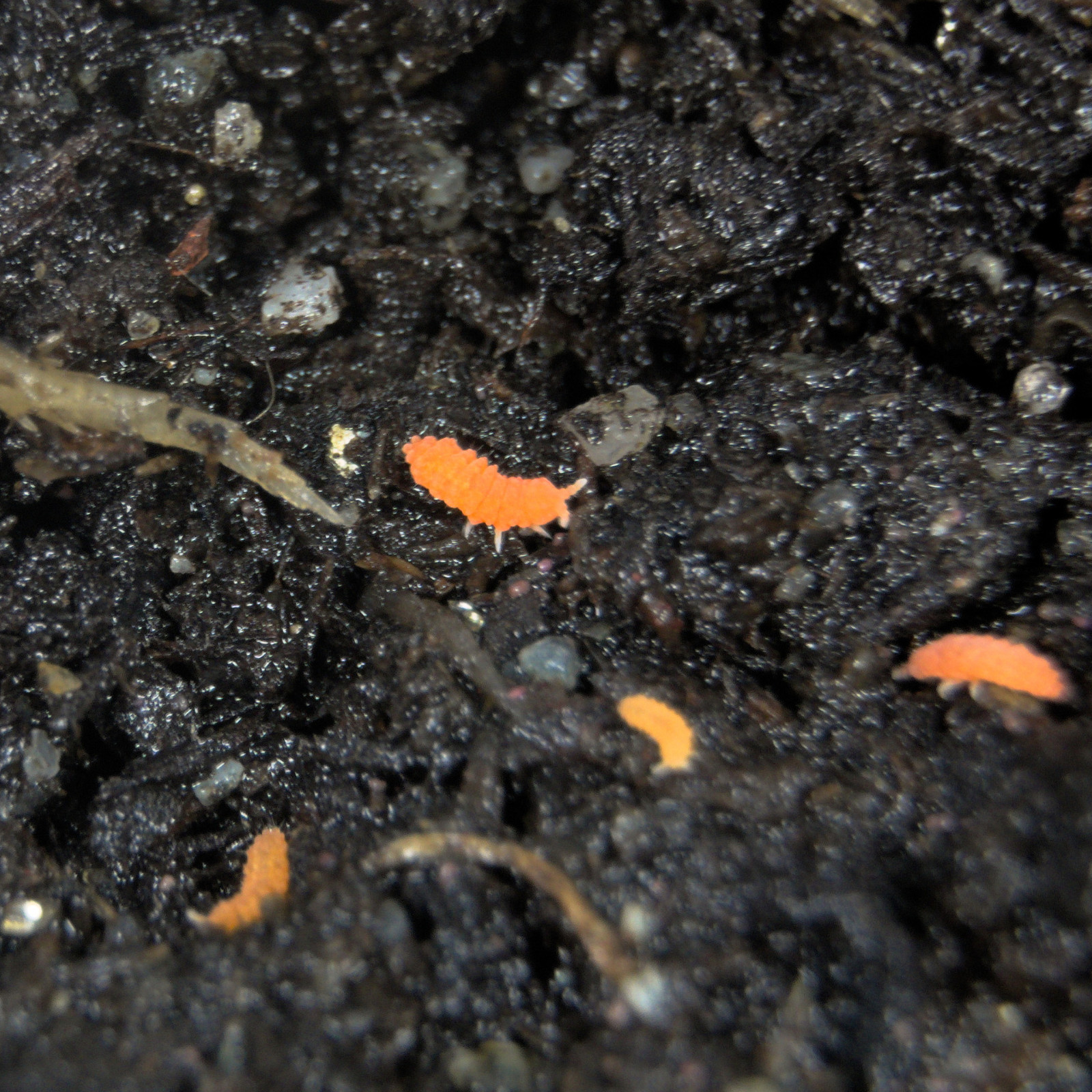 60+ Orange Springtails Yuukianura aphoruroides Starter Culture Live Guarantee