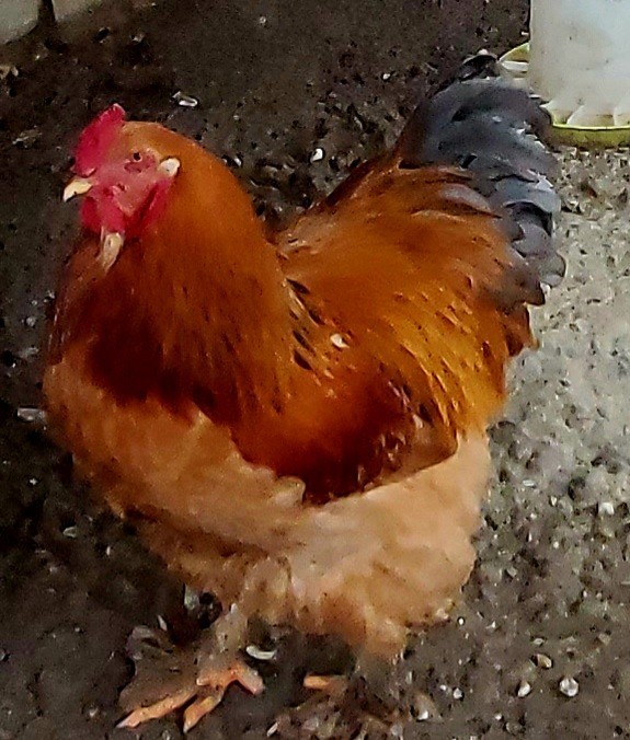 Blue Buff Columbia Brahma Hatching Eggs 8+