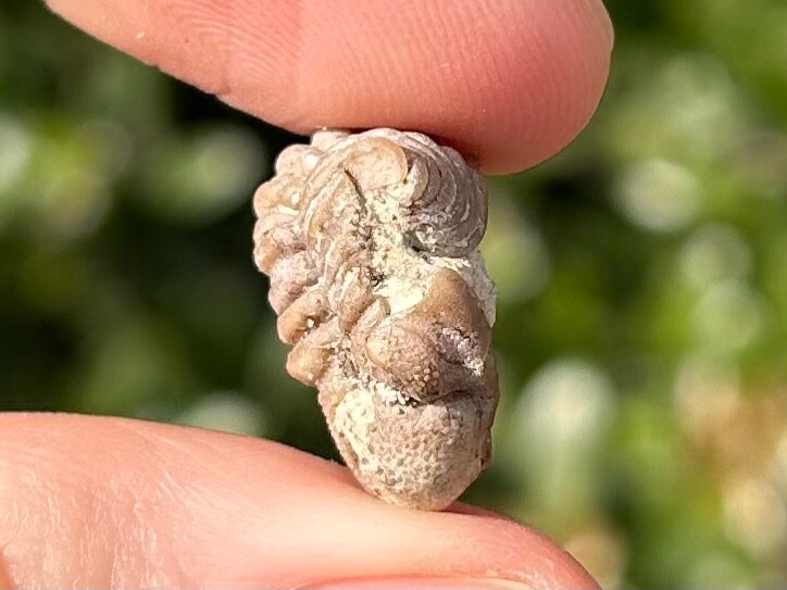 NICE Oklahoma Fossil Trilobite Paciphacops sp. Devonian Bug Bois D’Arc Formation
