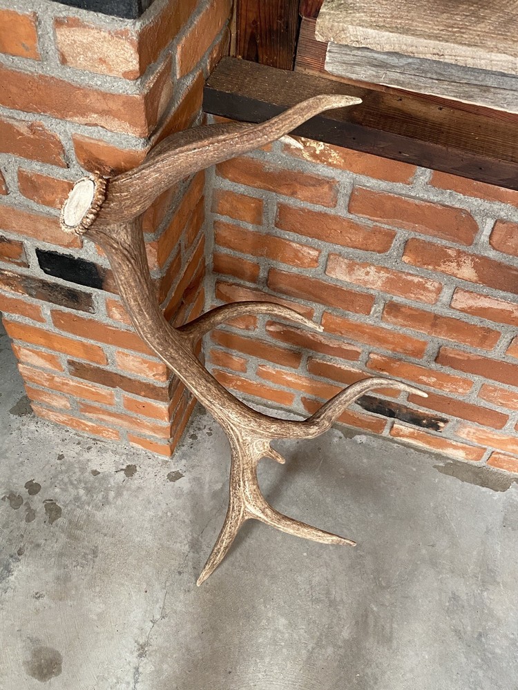 Very Cool Elk Shed ~ Antler