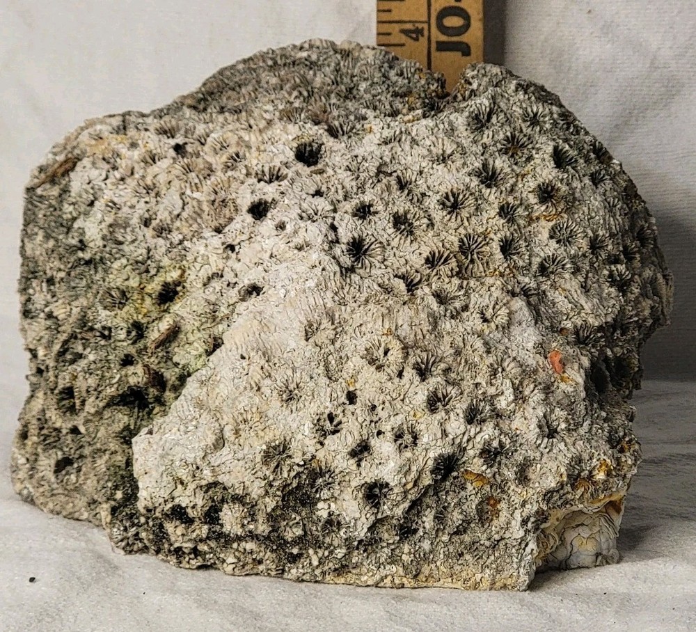 Ornate Corral Crystal Type Rock