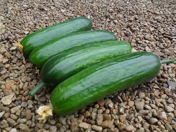 Diva Cucumber Seeds