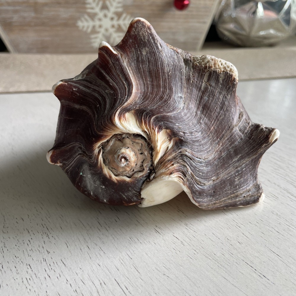 Melongena Corona Seashell SeaSnail 6”
