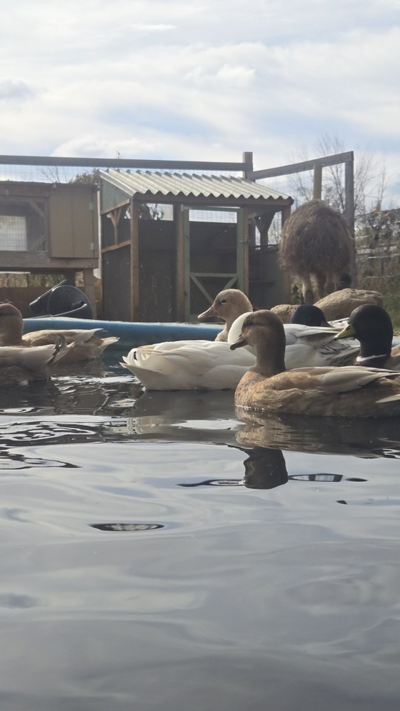 6 + Show Quality Call Duck Hatching Eggs