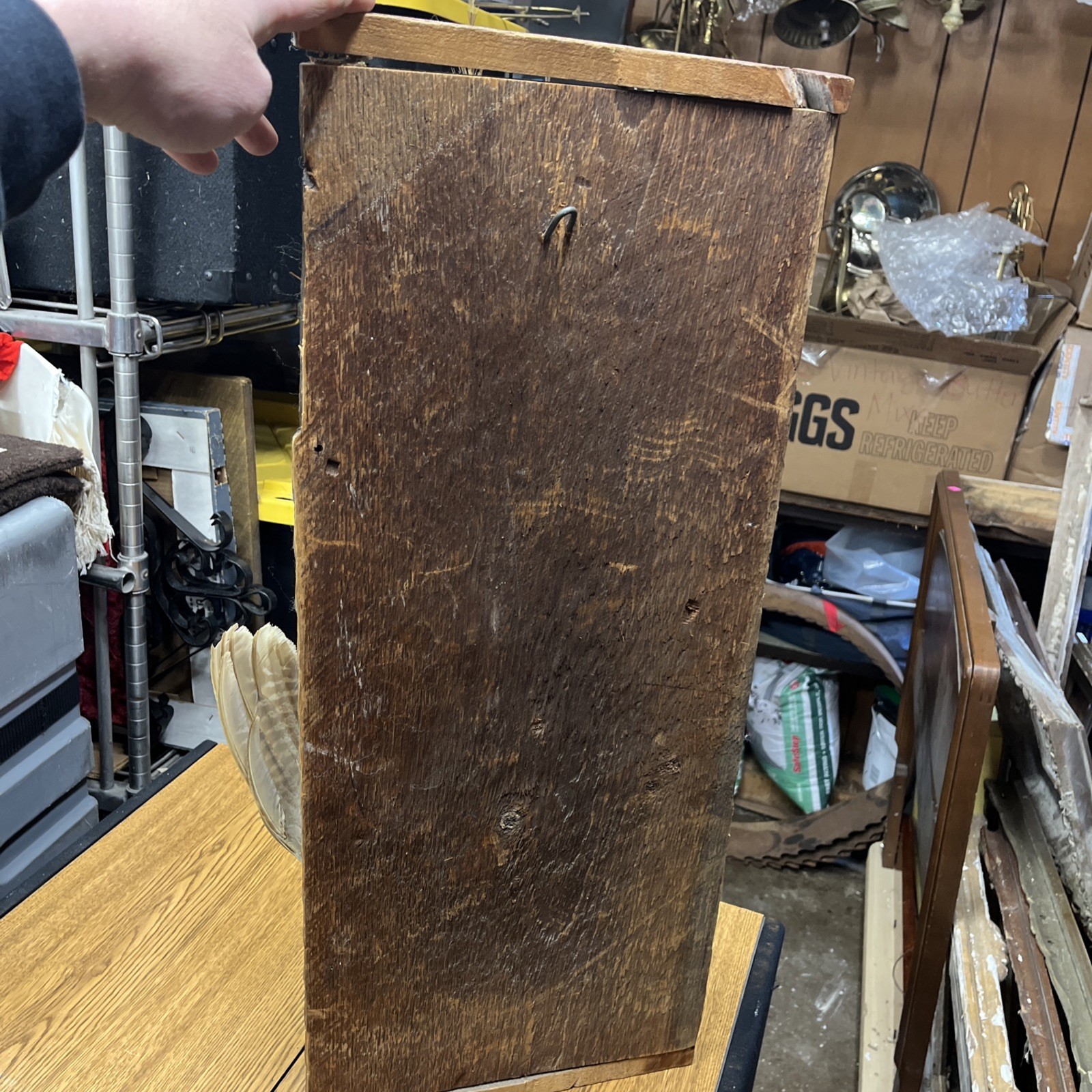 VINTAGE TAXIDERMY RING-NECKED FULL PHEASANT WALL MOUNT 24” CABIN HUNTING