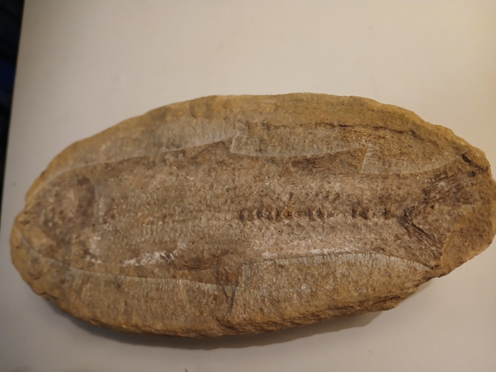 Rhacolepis buccalis, a type of extinct ray-finned fish. 110 Million Y/o Fossil