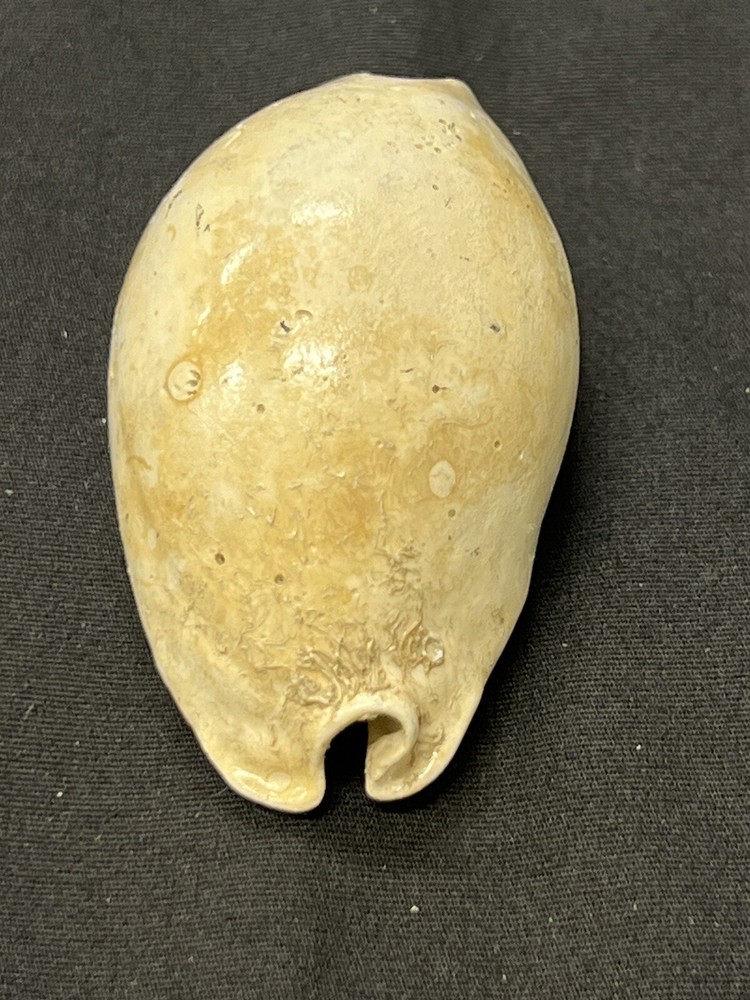 EXTINCT Fossilized COWRIE Shell From Central Florida - Pliocene Era.