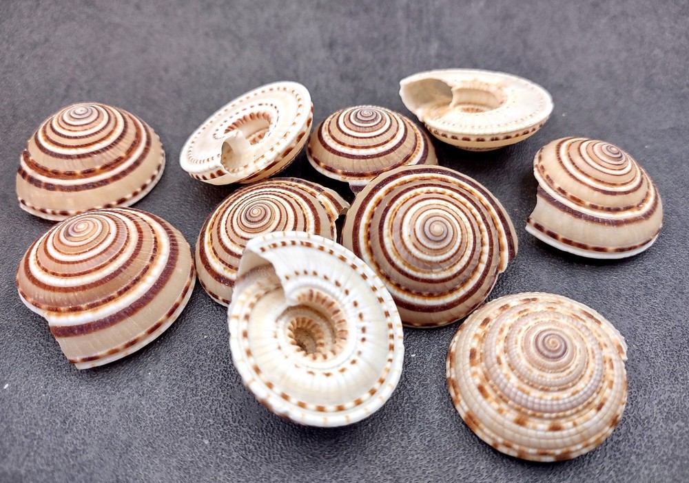 Perspective Sundial Seashells (10 shells approx. 1+ inches) Clear Sundial Shells