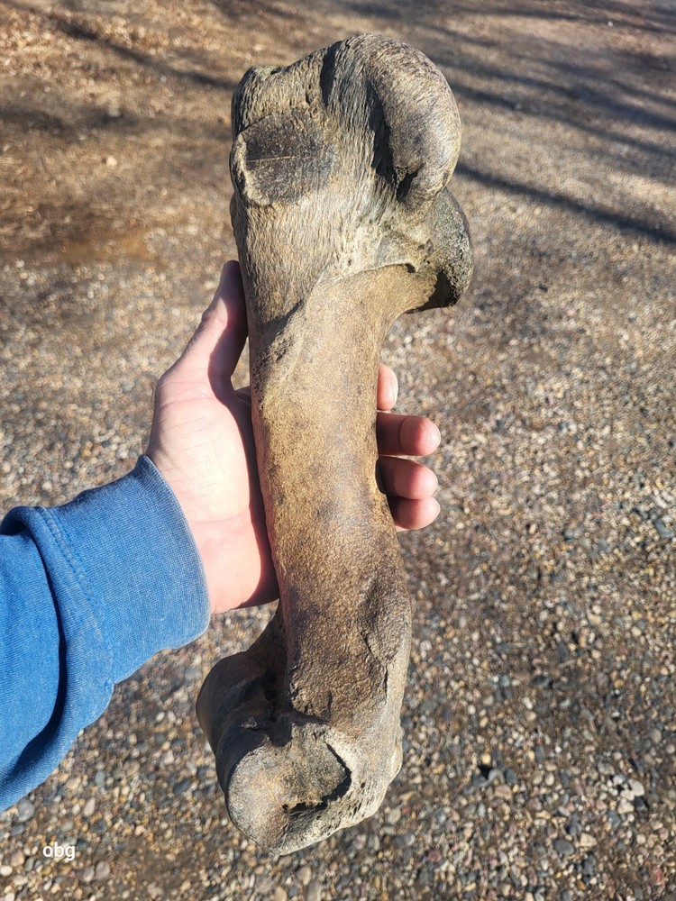 Historic Bison Humerus Bone not a fossil