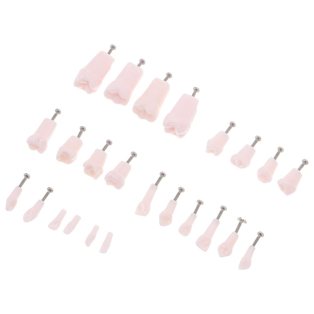 24pcs Typodont Teeth Model Dental Replacement Tooth Artificial Teeth