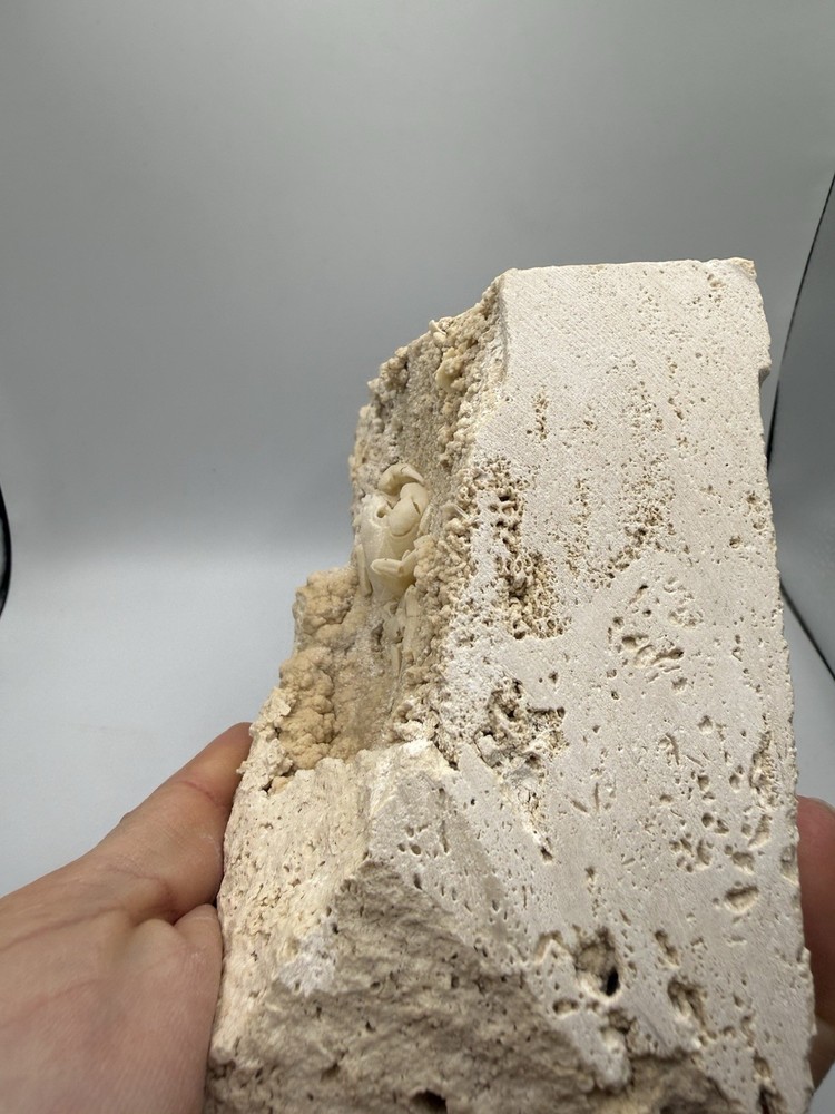 Authentic Potamon Fossil Crab Collection