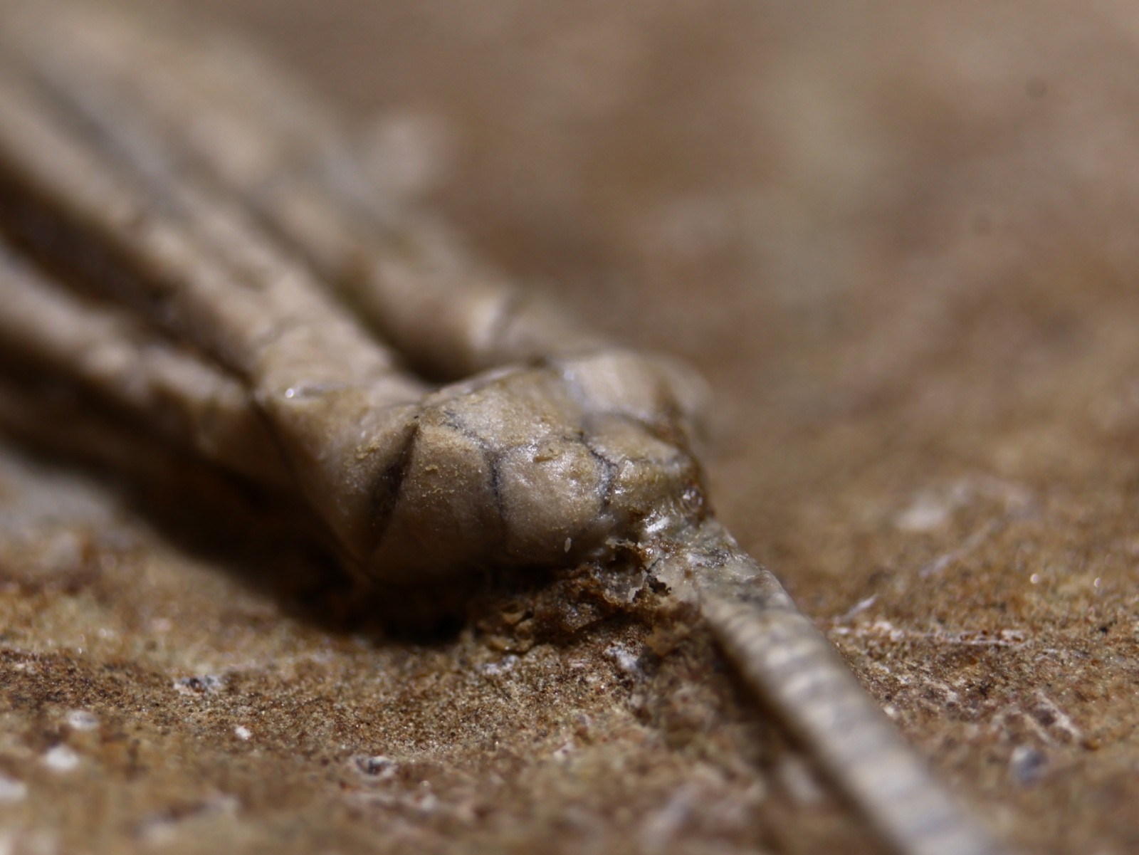 Gorgeously Detailed Scytalocrinus decadactylus Crinoid, Crawfordsville, IN