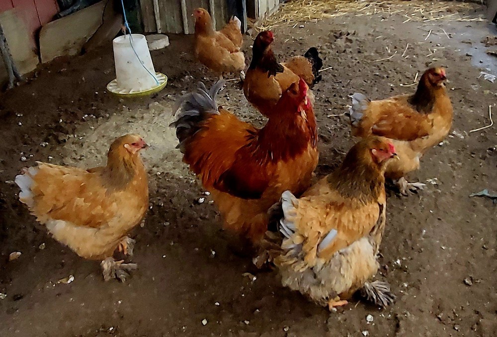 Blue Buff Columbia Brahma Hatching Eggs 8+