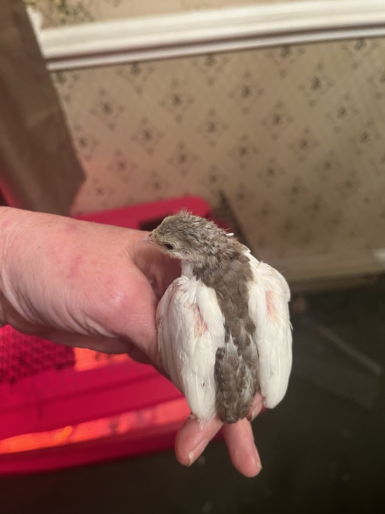 Button Quail Hatching Eggs