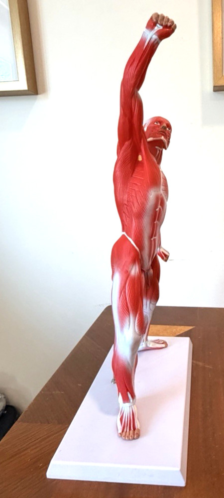 Human Muscular structure Anatomy System Model with base