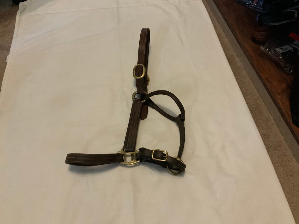 Leather Halter Horse