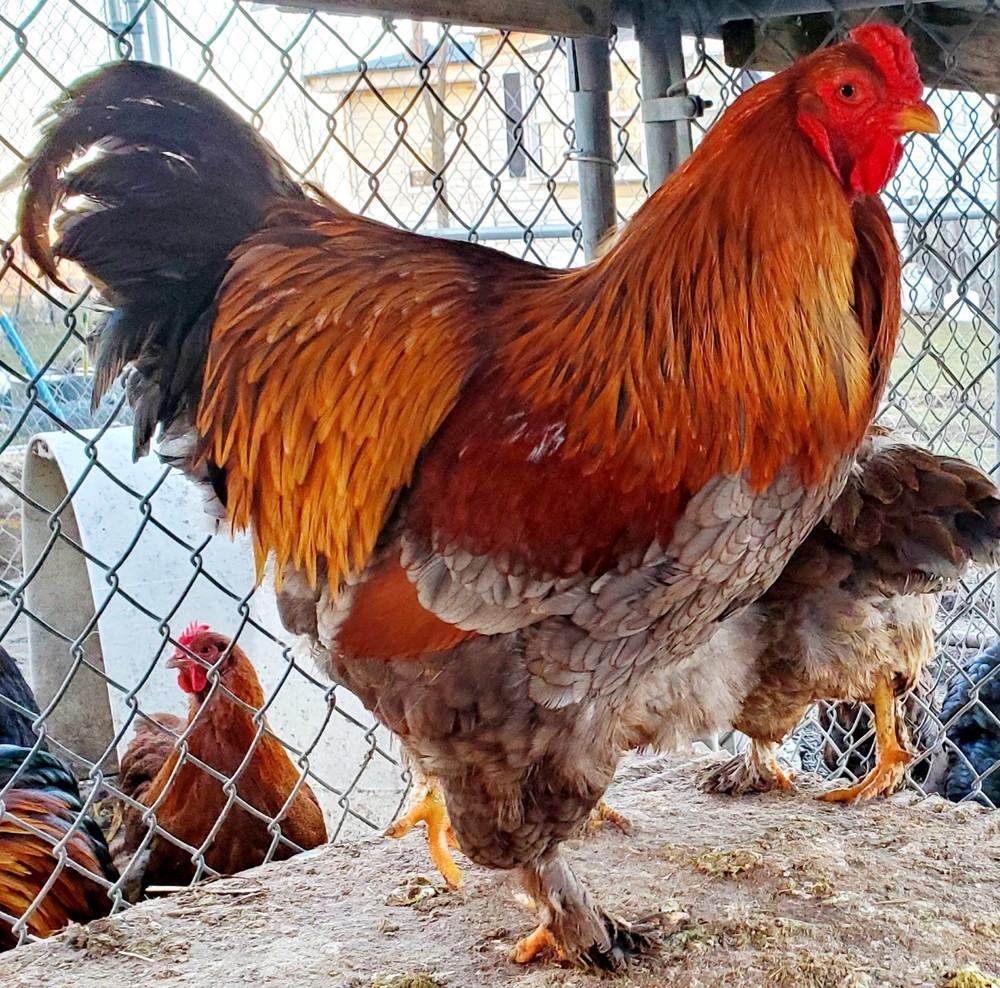 Blue Partridge Brahma Hatching Eggs 8+