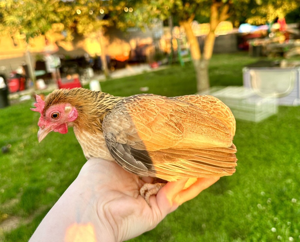 kikiriki hatching eggs 6++ PLEASE READ THE DESCRIPTION