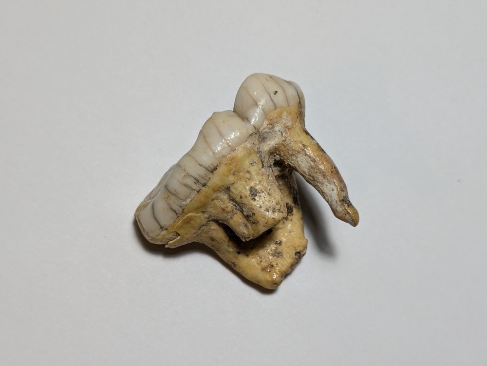 Bear Molar Tooth