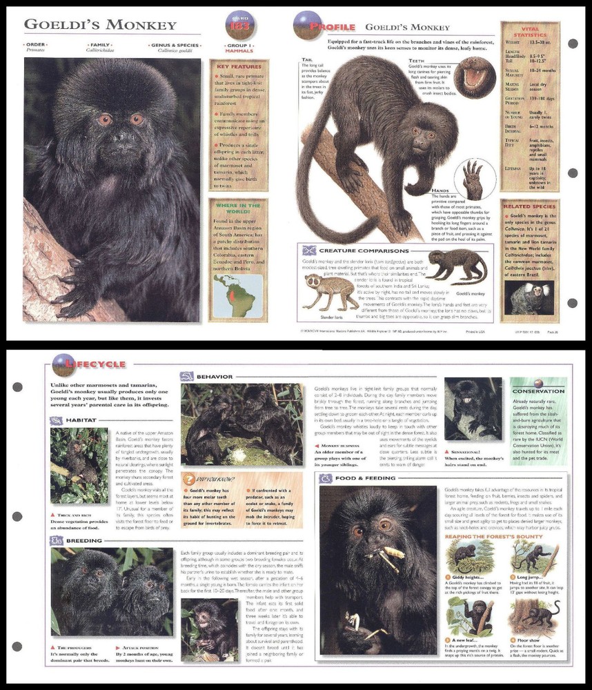 Fold-Out Sheet - Goeldi's Monkey - 183