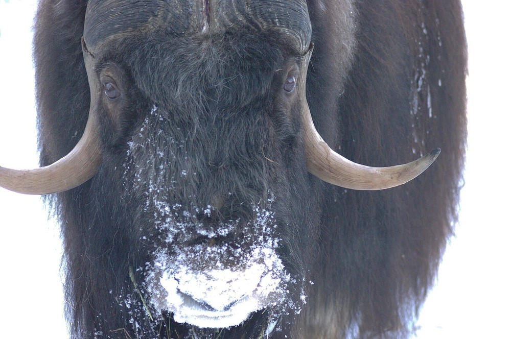 Musk Ox Taxidermy Reference Photo Cd